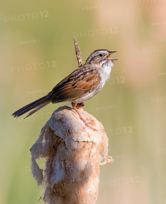 A male Swamp Sparrow, Melospiza georgiana, singing from a cattail, at Prince Albert National Park, Saskatchewan
