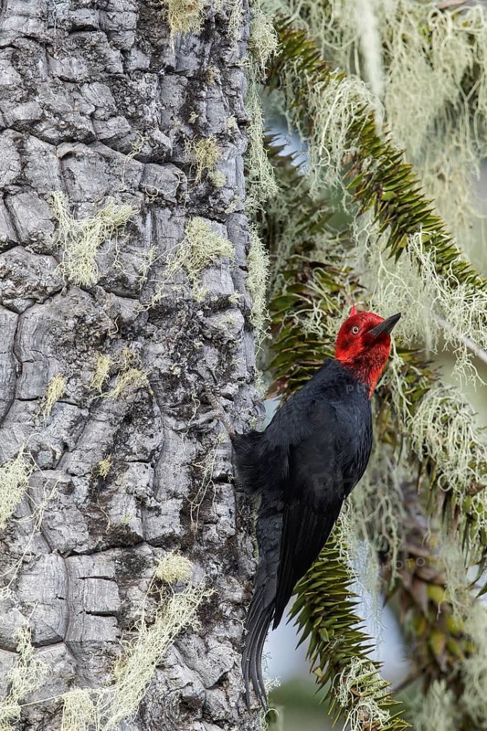 Magellanic Woodpecker (Campephilus magellanicus) perched on a branch in Chile