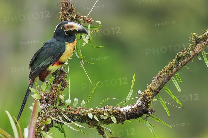 Collared Aracari (Pteroglossus torquatus) perched on a branch in Costa Rica