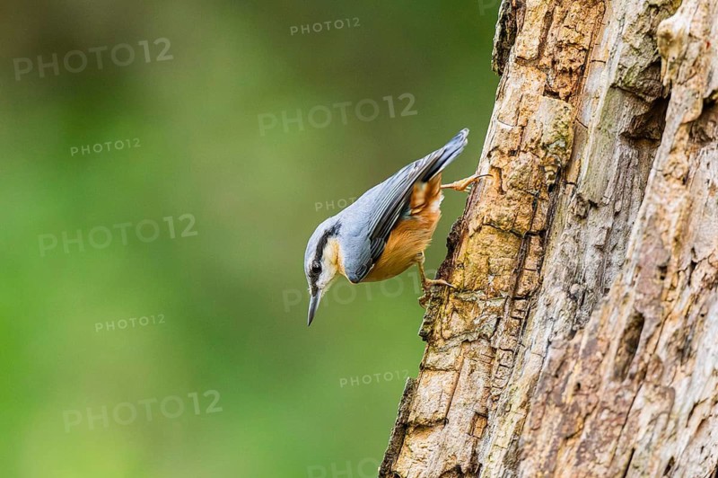 Eurasian nuthatch (Sitta europaea) sitting on an old wrotten tree trunk at a swamp, Bavaria, Germany