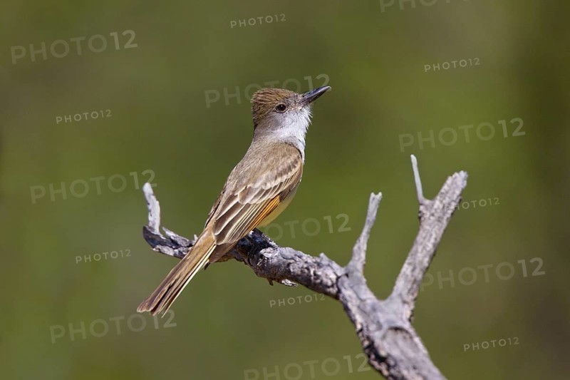 Brown-crested Flycatcher Myiarchus tyrannulus Tucson, Pima County, Arizona, United States 30 May Adult Tyrannidae