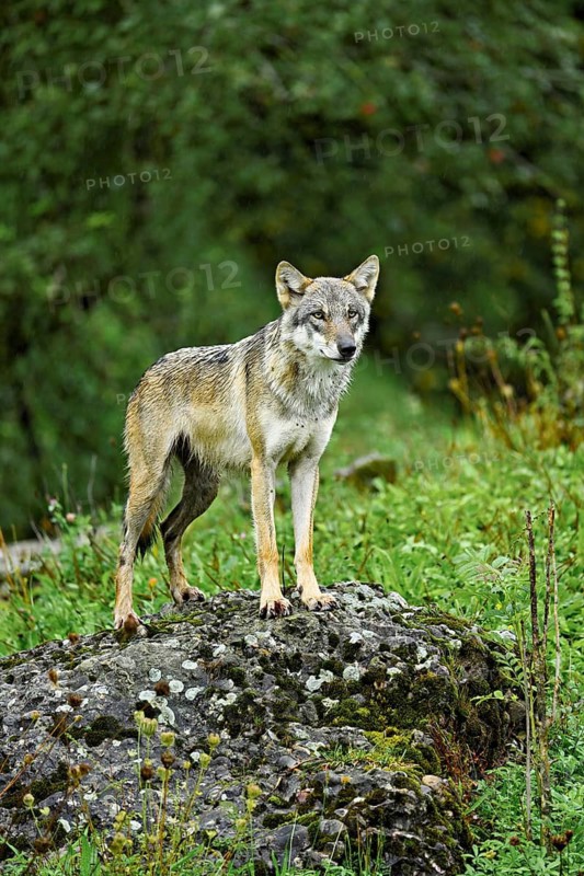 European gray wolf (Canis lupus lupus), old animal standing on rock, captive, Switzerland
