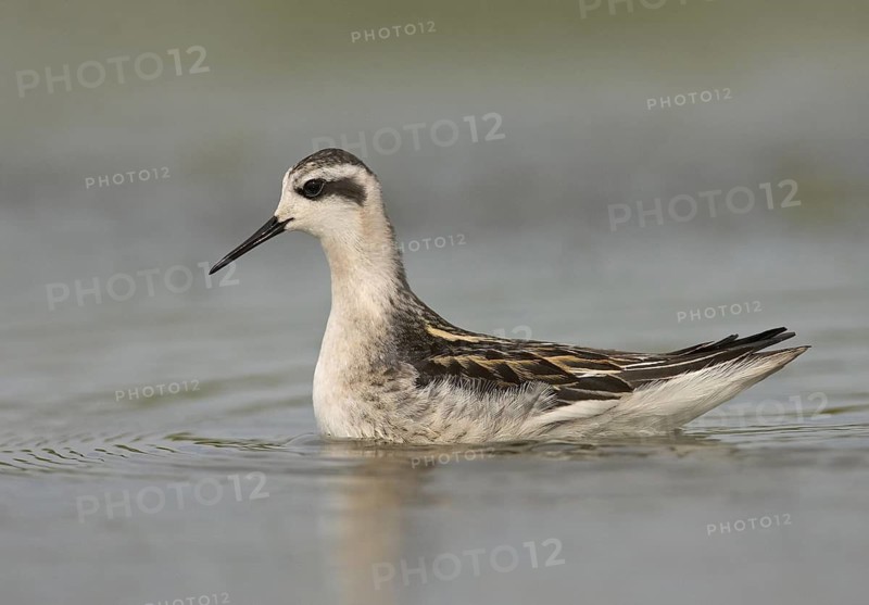 Red-necked Phalarope (Phalaropus lobatus), Ohio, USA