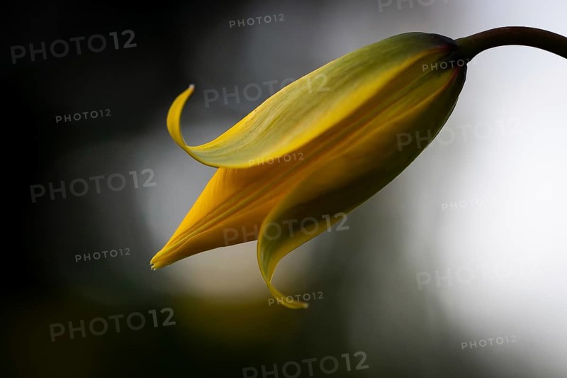 Wild tulip (Tulipa sylvestris) in a meadow, Baden-Württemberg, Germany