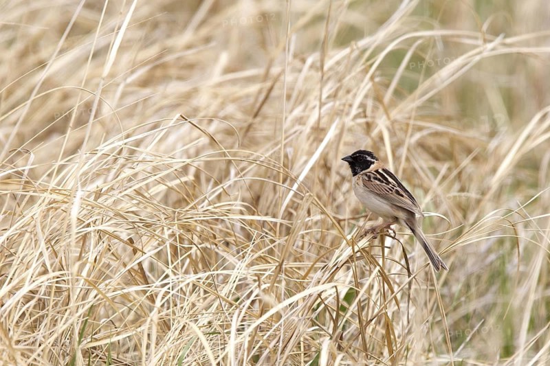 Japanese Reed Bunting (Emberiza yessoensis continentalis) male, Dornod-Aimag, Mongolia
