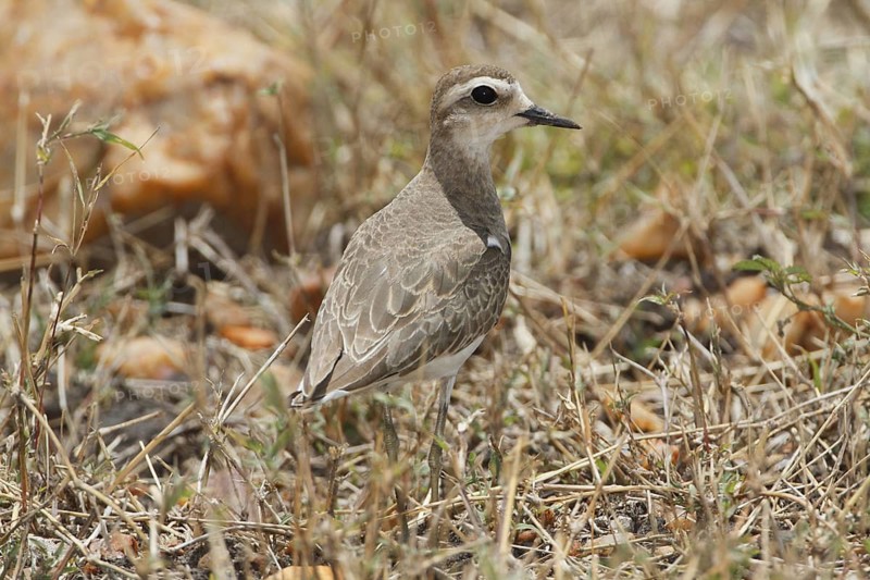 Caspian Plover (Charadrius asiaticus), Masai Mara, Kenya