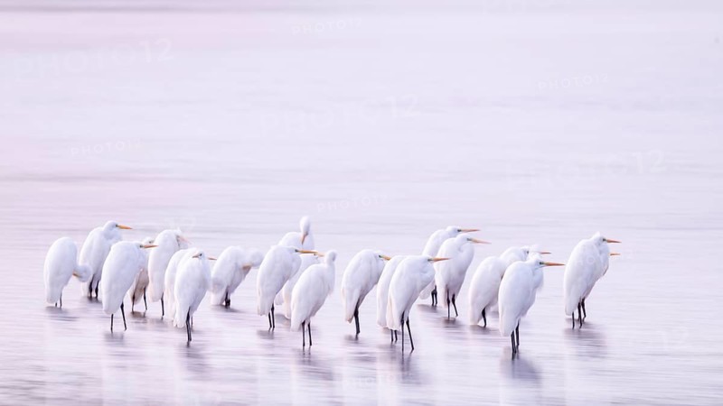 Great White Egret (Ardea alba) many birds are standing in the shallow water zone of a lake in front of sunrise, motion blur, long exposure, dragging, wiping effect, Lower Saxony, Germany