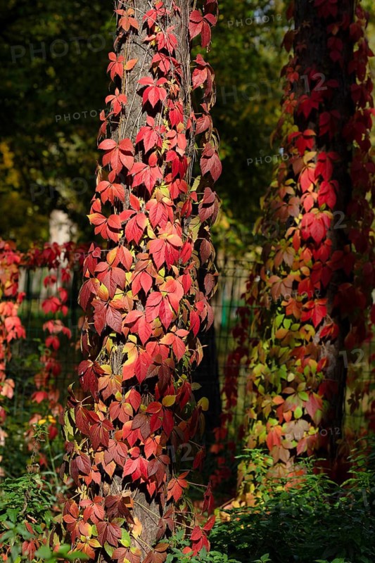 Maiden five-leaf grapes. Krasnodar. Russia