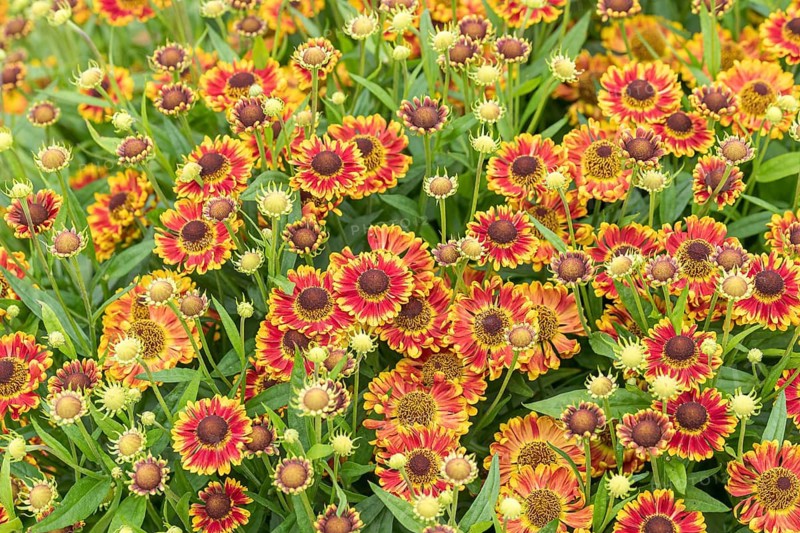 Sunflower (Helenium 'Bandora'), RHS Garden Bridgewater, Great Britain