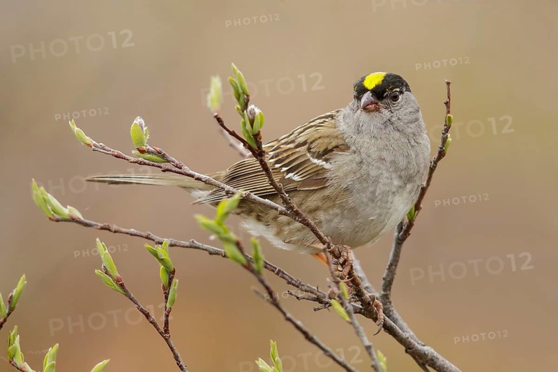 Golden-crowned Sparrow (Zonotrichia atricapilla) perched on a branch in Nome, Alaska