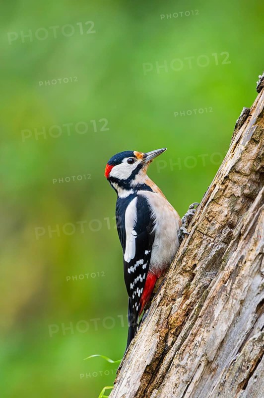 Great spotted woodpecker (Dendrocopos major) sitting on an old wrotten tree trunk in late summer, Bavaria, Germany