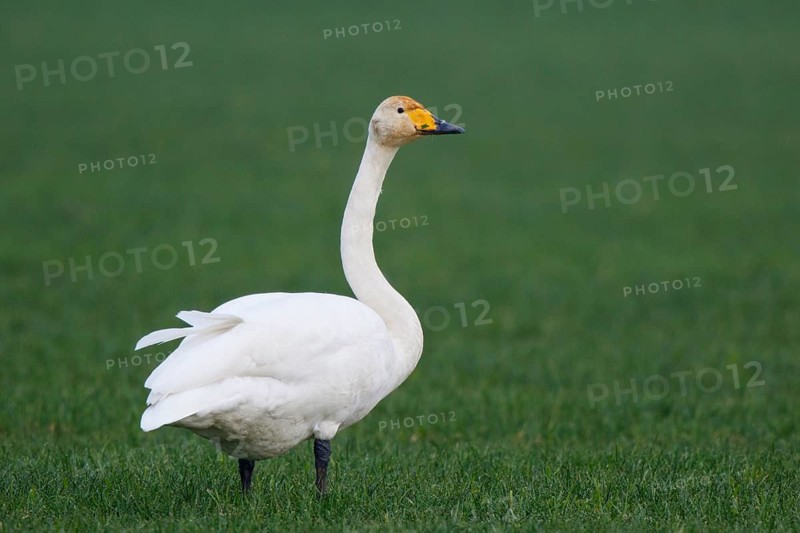 Whooper Swan (Cygnus cygnus), North Rhine-Westphalia, Germany
