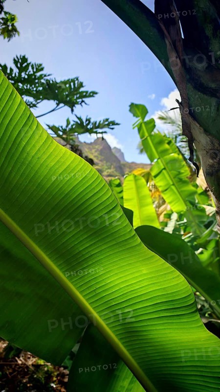 Light shines through a large green banana leaf (Musa) rising into a blue sky with palm trees, hike in the Paul Valley, Vale do Paul, Santo Antao, Cabo Verde, Cape Verde, Cape Verde Islands