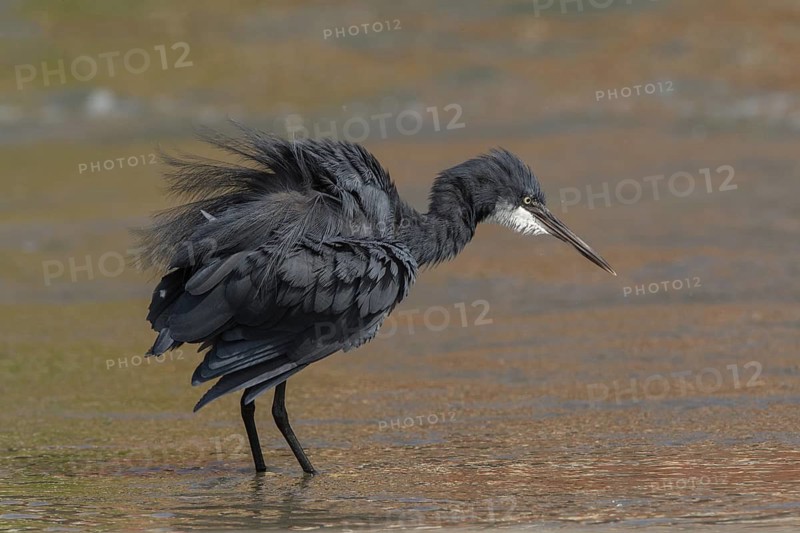 Western Reef Heron (Egretta gularis) foraging, Gambia