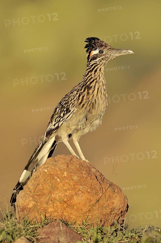 Greater Roadrunner (Geococcyx californianus), Arizona, USA