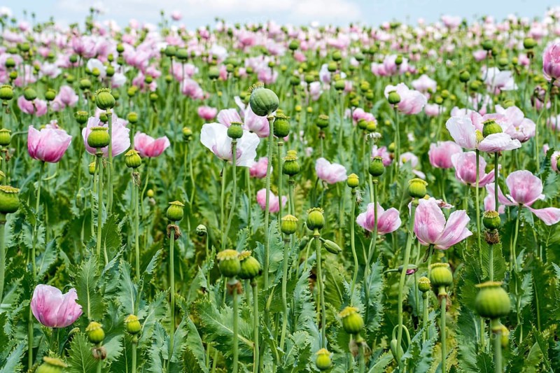 Opium poppy field, Germerode, Werra-Meissner district, Hesse, Germany