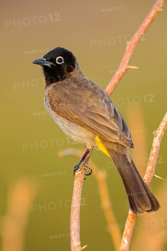 Yellow-vented Bulbul, Yellow-eyed Bulbul, White-eyed Bulbul, White-spectacled Bulbul, (Pycnonotus xanthopygos), Bulbul d'Arabie, Bulbul Arabe, Vallombrosa Bulbul, Ayn Tobroq and Ayn Athum junction, Salalah, Dhofar, Oman