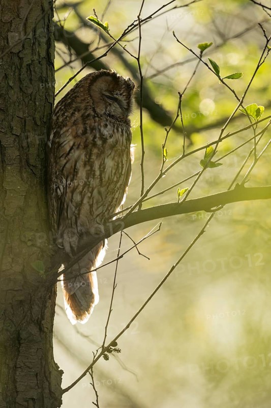 Tawny Owl (Strix aluco) perched on a branch, North Rhine-Westphalia, Germany