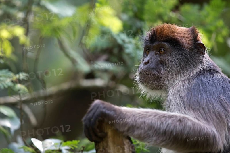 Ugandan red colobus (Piliocolobus tephrosceles) adult portrait, Bigodi Wetland, Kibale National Park, Uganda