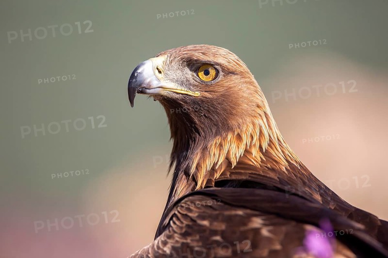 Golden Eagle (Aquila chrysaetos), Madrid, Spain