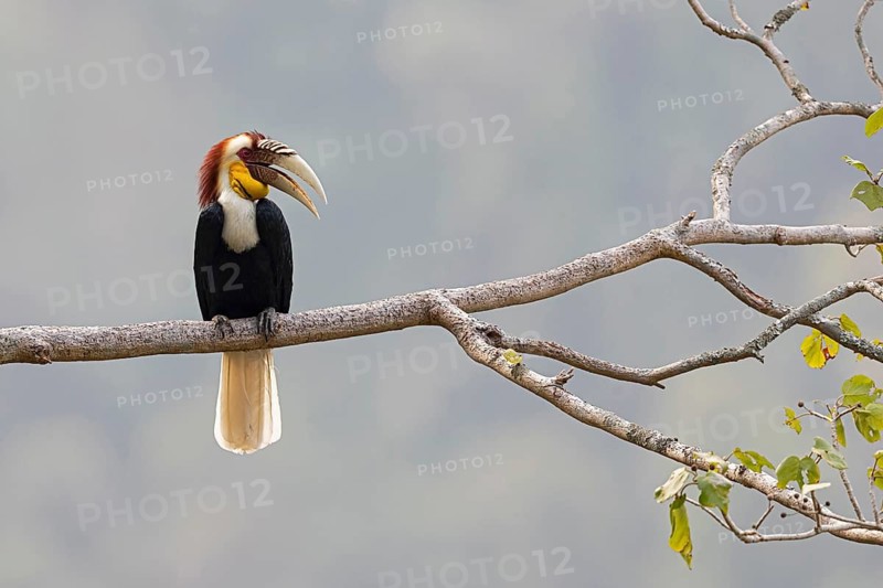 Wreathed Hornbill (Rhyticeros undulatus) male, perched on a branch, Yunnan, China