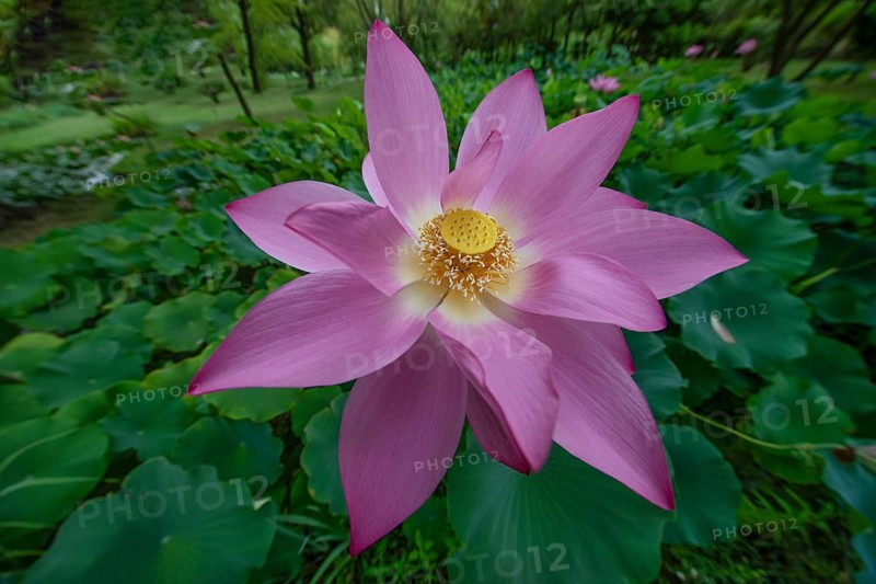 Lotus in a garden