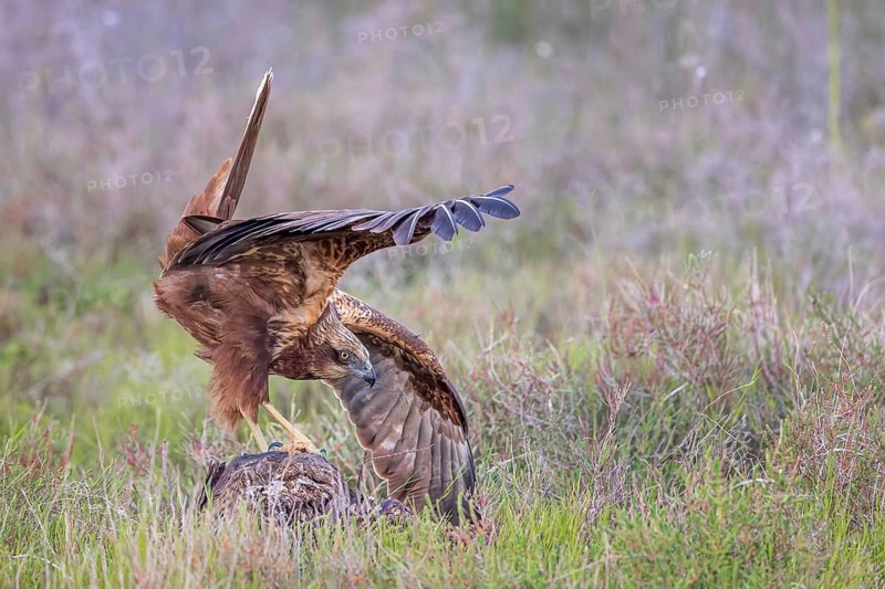 Western Marsh Harrier (Circus aeruginosus) female, Spain