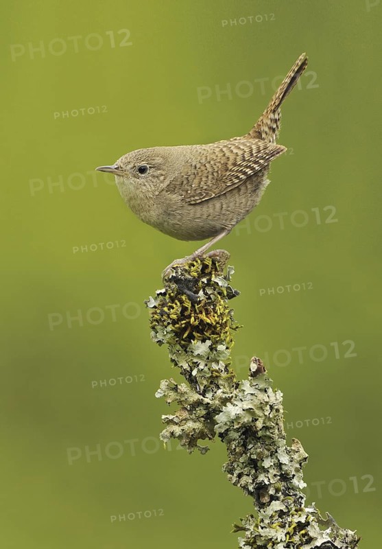 House Wren (Troglodytes aedon), British Columbia, Canada