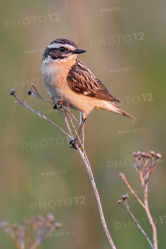 Whinchat (Saxicola rubetra) male perched on a meadow plant, Poland