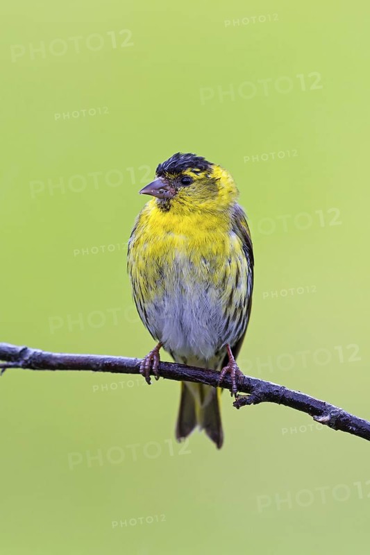 Siskin, (Carduelis spinu), animals, birds, siskin, subfamily of goldfinches, Varanger Bird Park, Finnmark, Norway