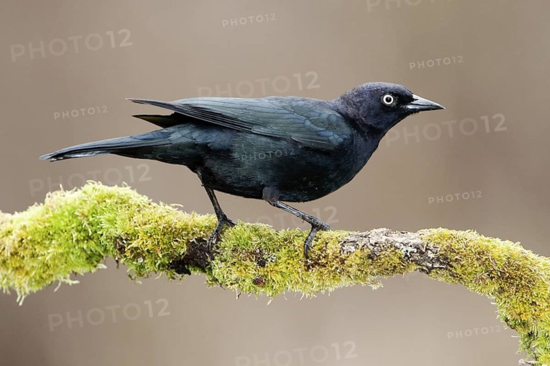 Brewer's Blackbird (Euphagus cyanocephalus), British Columbia, Canada