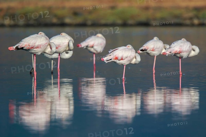Greater Flamingo (Phoenicopterus roseus) group resting in shallow water, Lesvos, Greece