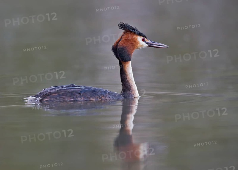 Great Crested Grebe (Podiceps cristatus), Bavaria, Germany