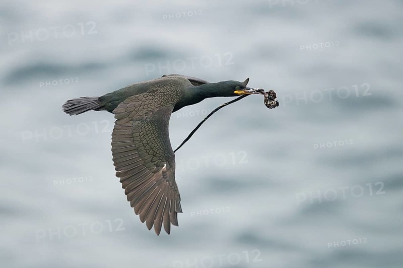 European Shag (Phalacrocorax aristotelis) carrying nesting material in flight, Norway