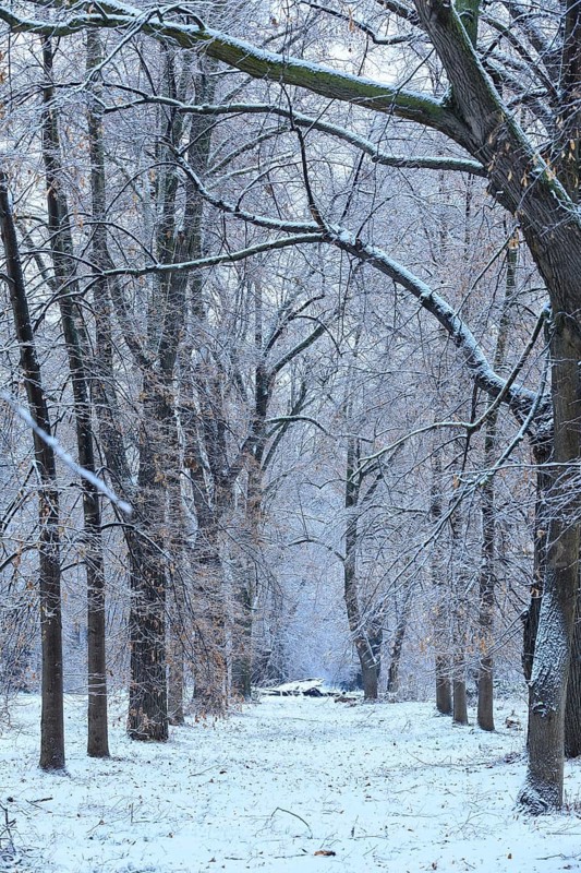 Section of the lime tree avenue (Tilia) Pieschener Allee in the snow in the morning, Ostragehege, Dresden, Saxony, Germany