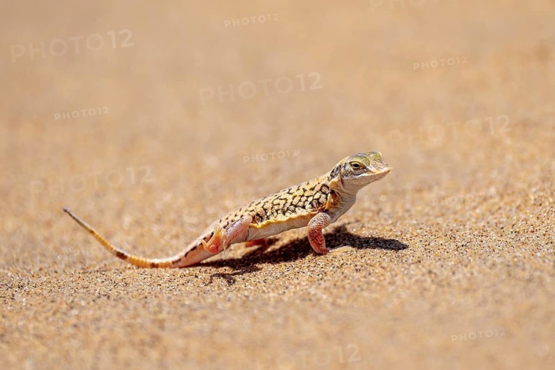Shovel-nosed lizard (Meroles anchietae), in the sand, stretching its legs in the air to cool off, Namib Desert, Namib Naukluft Park, Namibia