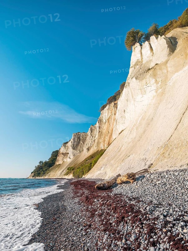 Pebble beach with flints, seaweed and driftwood on the chalk cliffs of Møns Klint on the Baltic Sea, Møn Island, Denmark