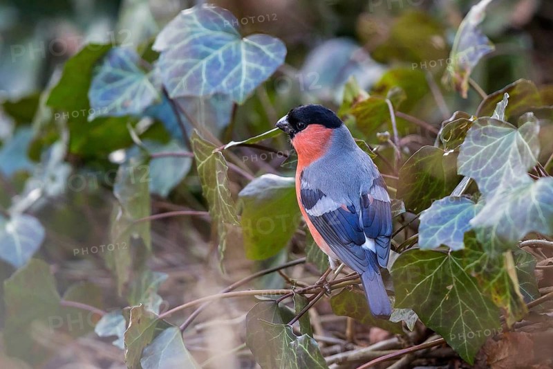 Eurasian Bullfinch (Pyrrhula pyrrhula) male, Bavaria, Germany