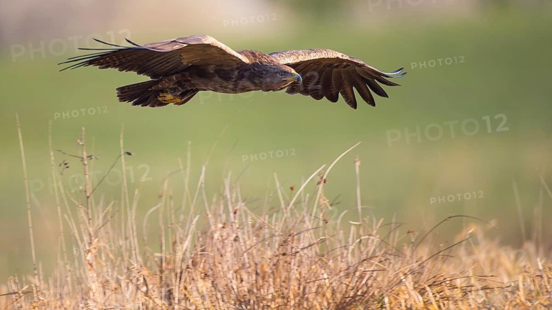 Lesser Spotted Eagle (Clanga pomarina) flying, Mecklenburg-Western Pomerania, Germany