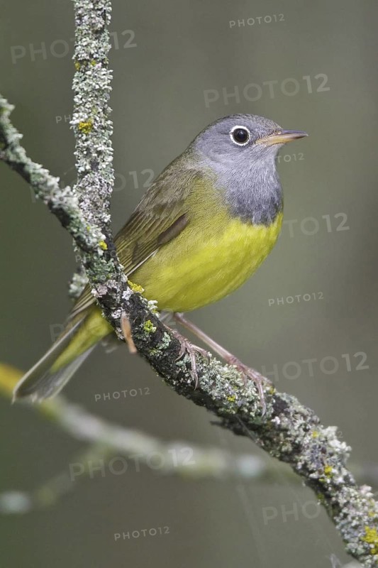 Connecticut Warbler (Oporornis agilis), Manitoba, Canada