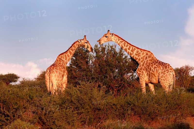 Cape giraffe (Giraffa camelopardalis giraffa), adult, two, foraging, feeding, Mokala National Park, Northern Cape, South Africa