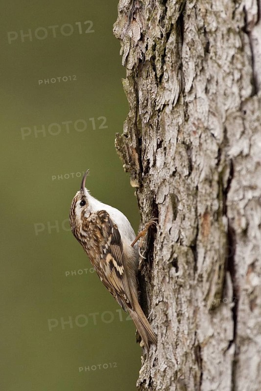 Short-toed Treecreeper (Certhia brachydactyla), St. Gallen, Switzerland