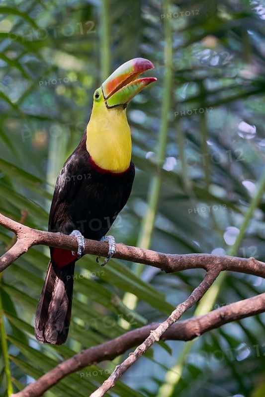 Fishing toucan (Ramphastos sulfuratus) Costa Rica