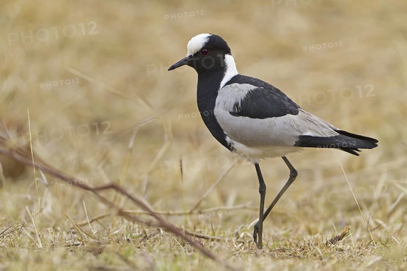 Blacksmith Lapwing (Vanellus armatus), Kruger Park, South Africa