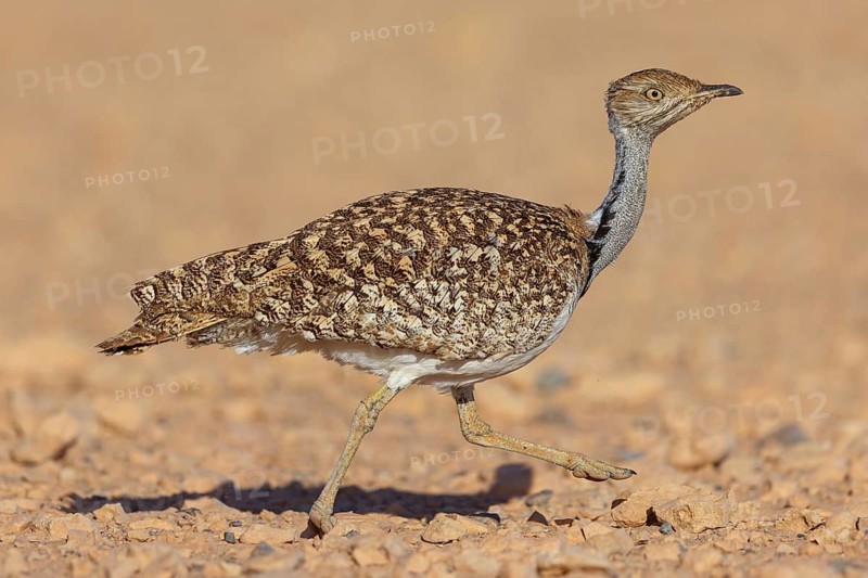 Sahara Houbara Bustard, (Chlamydotis undulata fuerteventurae, Europe, Spain, Canary Islands, Fuerteventura, Fuerteventura, Canary Islands Canary Islands, Spain
