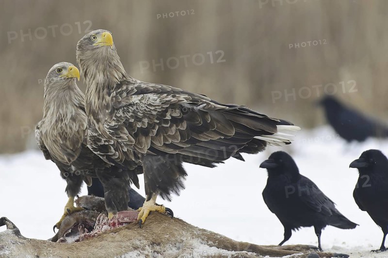 White-tailed Eagle (Haliaeetus albicilla), Lower Saxony, Germany