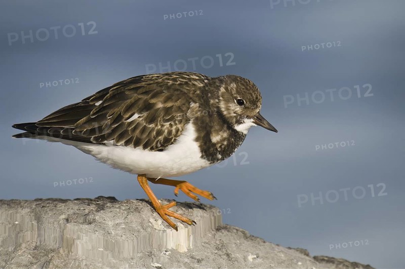 Ruddy Turnstone (Arenaria interpres), New Jersey, USA