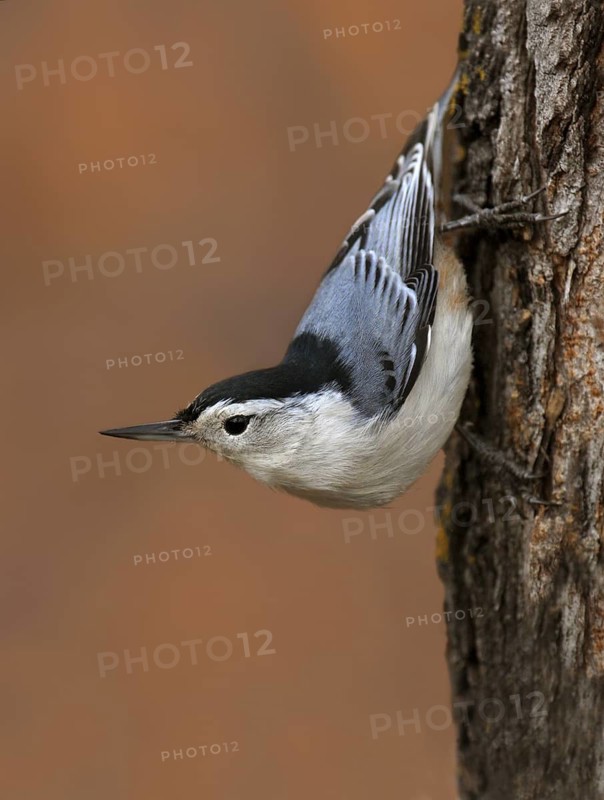 White-breasted Nuthatch (Sitta carolinensis) climbs down a tree, Saskatchewan, Canada