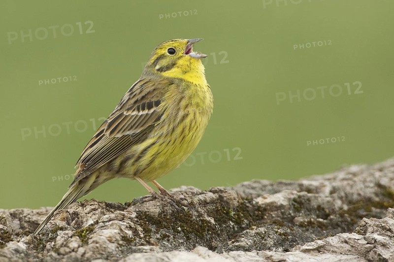 Yellowhammer (Emberiza citrinella), Rhineland-Palatinate, Germany