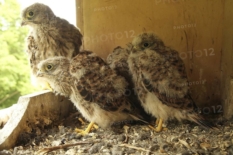 Common Kestrel (Falco tinnunculus) chick, Lower Saxony, Germany